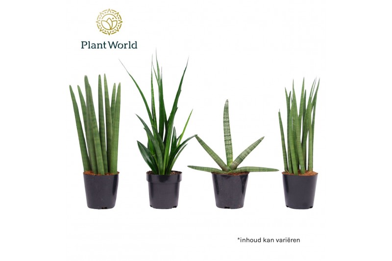 Sansevieria cylindrica Sansevieria mix: Skyline-kirkii-Mikado-Spaghett 