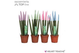 Sansevieria cylindrica Sansevieria VELVET TOUCHZ® Pastel mix