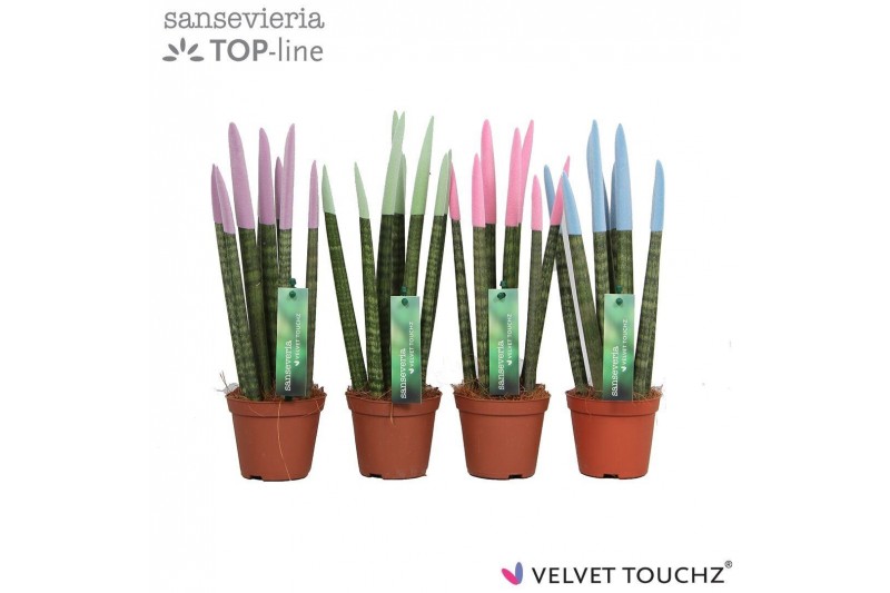 Sansevieria cylindrica Sansevieria VELVET TOUCHZ® Pastel mix 