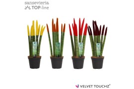 Sansevieria cylindrica Sansevieria VELVET TOUCHZ® Herfst mix
