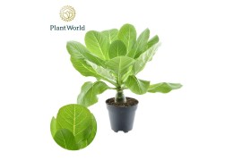 Brighamia insignis hawaiian palm Brighamia insignis Hawaii Palm P12 1 