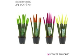 Sansevieria cylindrica Sansevieria VELVET TOUCHZ® Mix Neon