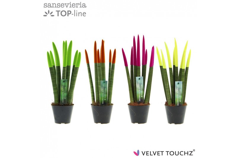 Sansevieria cylindrica Sansevieria VELVET TOUCHZ® Mix Neon 
