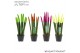 Sansevieria cylindrica Sansevieria VELVET TOUCHZ® Mix Neon 