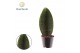 Sansevieria Sansevieria ‘Masoniana’ Whale Fin P8,5 