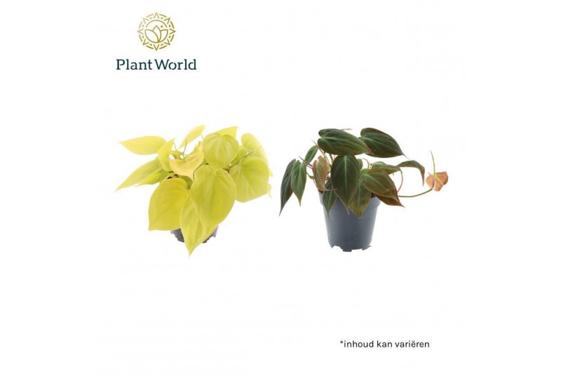 Philodendron scandens subsp. micans Philodendron scandens Micans mix o 