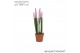 Sansevieria cylindrica Sansevieria VELVET TOUCHZ® Pastel Paars 