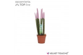 Sansevieria cylindrica Sansevieria VELVET TOUCHZ® Pastel Paars