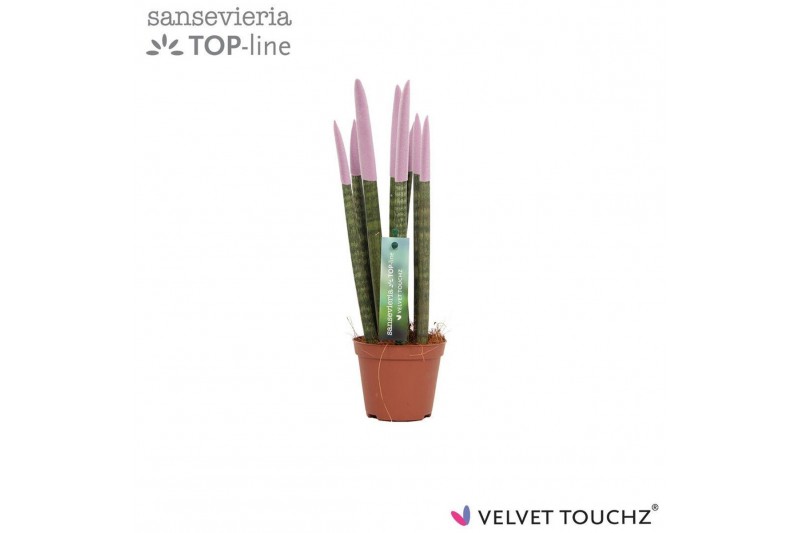 Sansevieria cylindrica Sansevieria VELVET TOUCHZ® Pastel Paars 