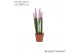 Sansevieria cylindrica Sansevieria VELVET TOUCHZ® Pastel Paars 