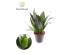 Sansevieria ehrenbergii samurai Sansevieria Black Dragon p8,5 overig p 