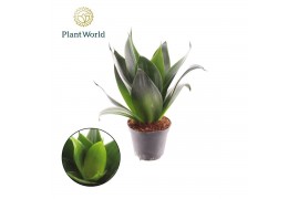 Sansevieria ehrenbergii samurai Sansevieria Black Dragon p8,5 overig p