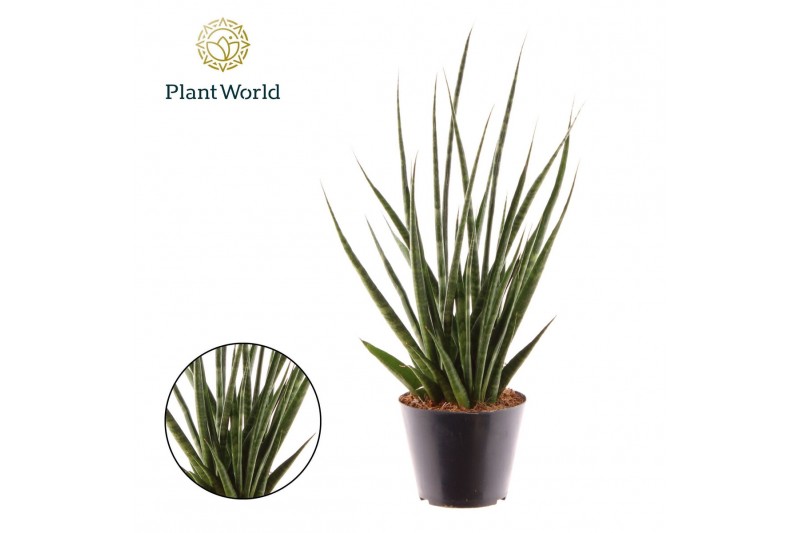 Sansevieria cylindrica Sansevieria Digitorum P10,5 