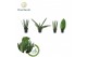 Sansevieria cylindrica Sansevieria mix Karakum P5,5 