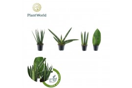 Sansevieria cylindrica Sansevieria mix Karakum P5,5