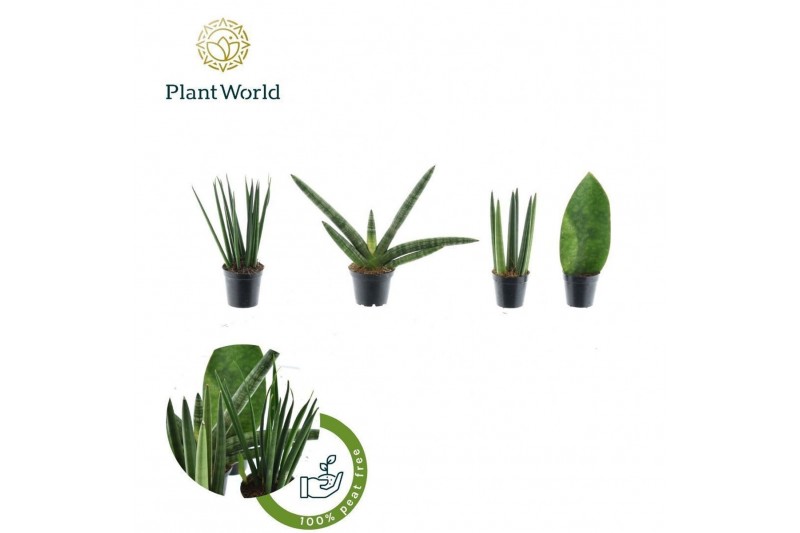 Sansevieria cylindrica Sansevieria mix Karakum P5,5 