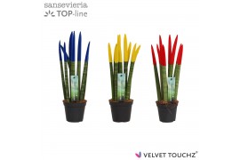 Sansevieria cylindrica Sansevieria VELVET TOUCHZ® Roemenië