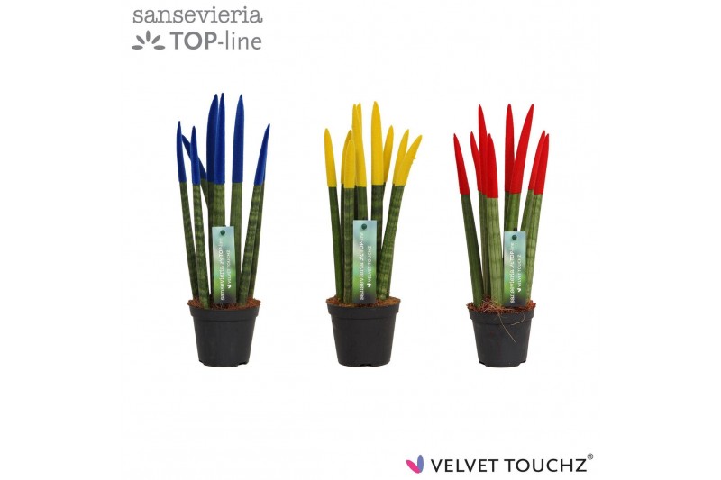 Sansevieria cylindrica Sansevieria VELVET TOUCHZ® Roemenië 