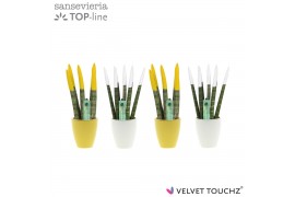 Sansevieria cylindrica Sansevieria VELVET TOUCHZ® Classic Easter mix i