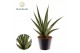 Sansevieria trifasciata Sansevieria trifciata Pineapple P10,5 