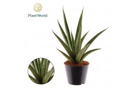 Sansevieria trifasciata Sansevieria trifciata Pineapple P10,5