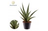 Sansevieria trifasciata Sansevieria trifciata Pineapple P10,5