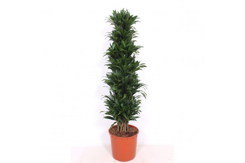 Dracaena fragr. compacta Dracaena Compactapp 