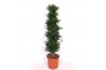 Dracaena fragr. compacta Dracaena Compactapp