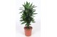 Dracaena frag. der. janet lind Dracaena Janet Lind8 pp 