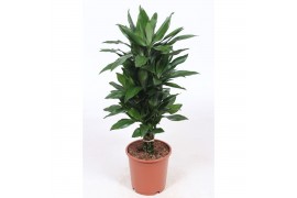 Dracaena frag. der. janet lind Dracaena Janet Lind8 pp
