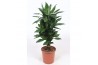 Dracaena frag. der. janet lind Dracaena Janet Lind8 pp