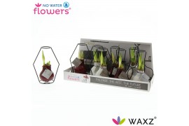 Hippeastrum gewaxt No Water Flowers Waxz® Formz Classic mix2 tak/plnt