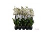 Phalaenopsis wit Phalaenopsis wit-gele lip - 3 tak 80cm 22 bl. 3 tak/p