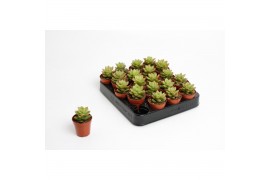 Sedum Sedum Nussbaumeriana1 pp