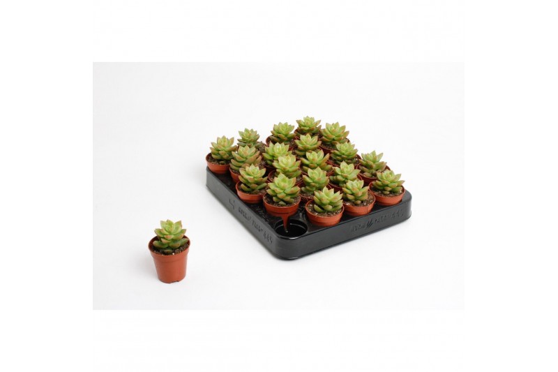 Sedum Sedum Nussbaumeriana1 pp 