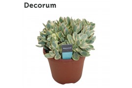 Crassula Crassula Rusby Variagata (Decorum)
