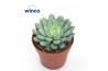 Echeveria Echeveria Fabiola Blue1 bl.