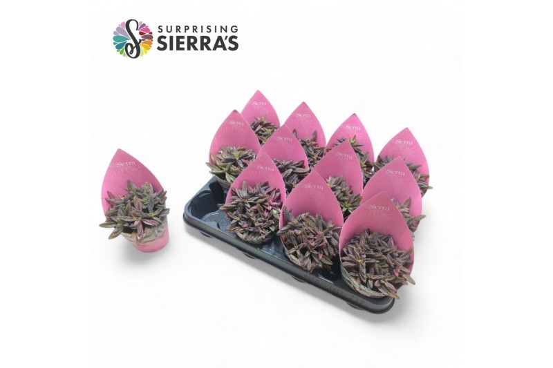 Kalanchoe daigremontiana Sierras® - Kalanchoe Daigremontiana Pink1 pp  