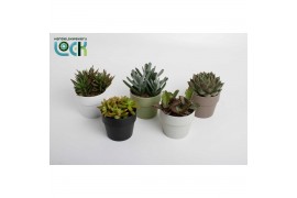 Succulenten mix Succulenten mix in Sven kleuren mix