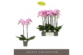 Phalaenopsis paars Optistar Carey 2 spike15 bl. 2 tak/plnt
