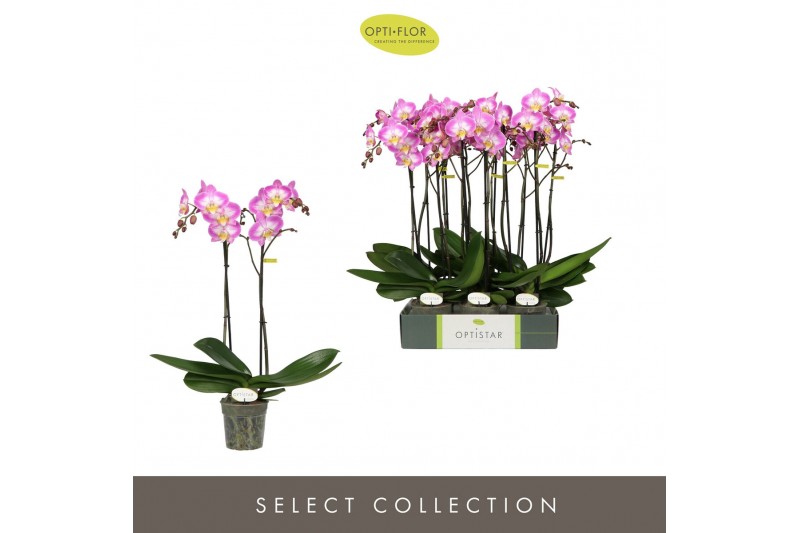 Phalaenopsis paars Optistar Carey 2 spike15 bl. 2 tak/plnt 