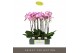 Phalaenopsis paars Optistar Carey 2 spike15 bl. 2 tak/plnt 