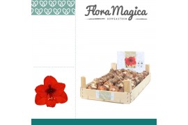 Bollen droog hippeastrum Amaryllis 22/24 Bulb Rood in Wooden Crate