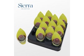 Echinocactus Echinocereus Rubrispinus (Sierra)