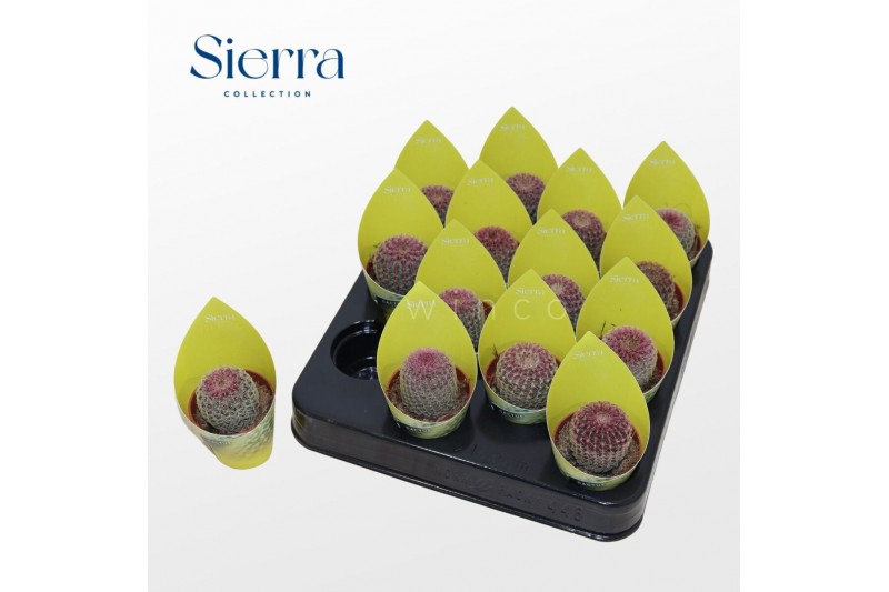 Echinocactus Echinocereus Rubrispinus (Sierra) 