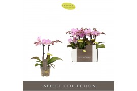Phalaenopsis multiflora roze Optifriend Pink 2 spike10 bl. 2 tak/plnt 