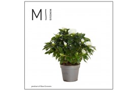 Rhododendron simsii aiko white Azalea AIKO White - 13cm | Mimesis 25 c