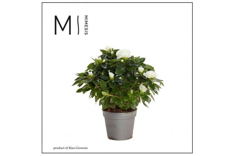 Rhododendron simsii aiko white Azalea AIKO White - 13cm | Mimesis 25 c 