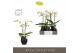 Phalaenopsis wit Maistro Beethoven 2 spike 50 cm in Abruzzo Black Aquo 