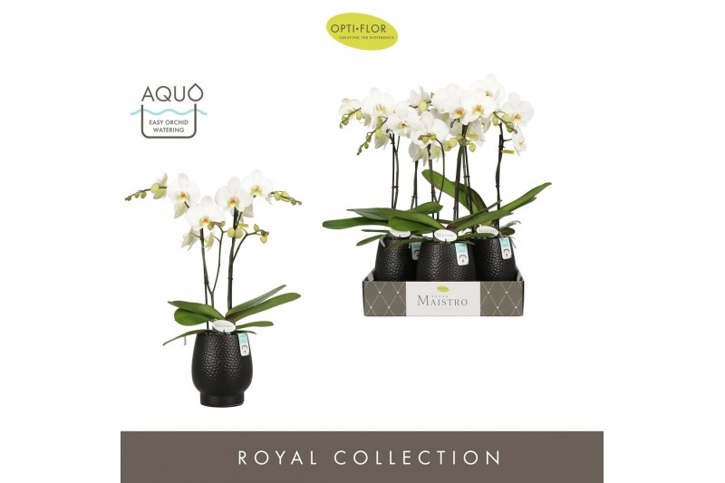 Phalaenopsis wit Maistro Beethoven 2 spike 50 cm in Abruzzo Black Aquo 
